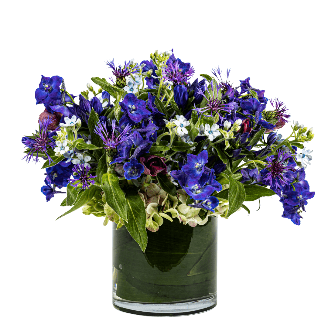 Blue Delphinium and Tweedia - My Store