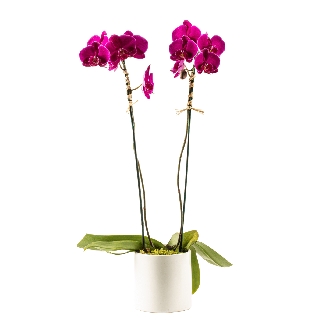 Double hot pink orchid plant in a white ceramic planter