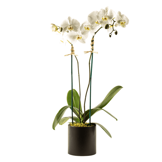 Double Orchid Plant - My Store