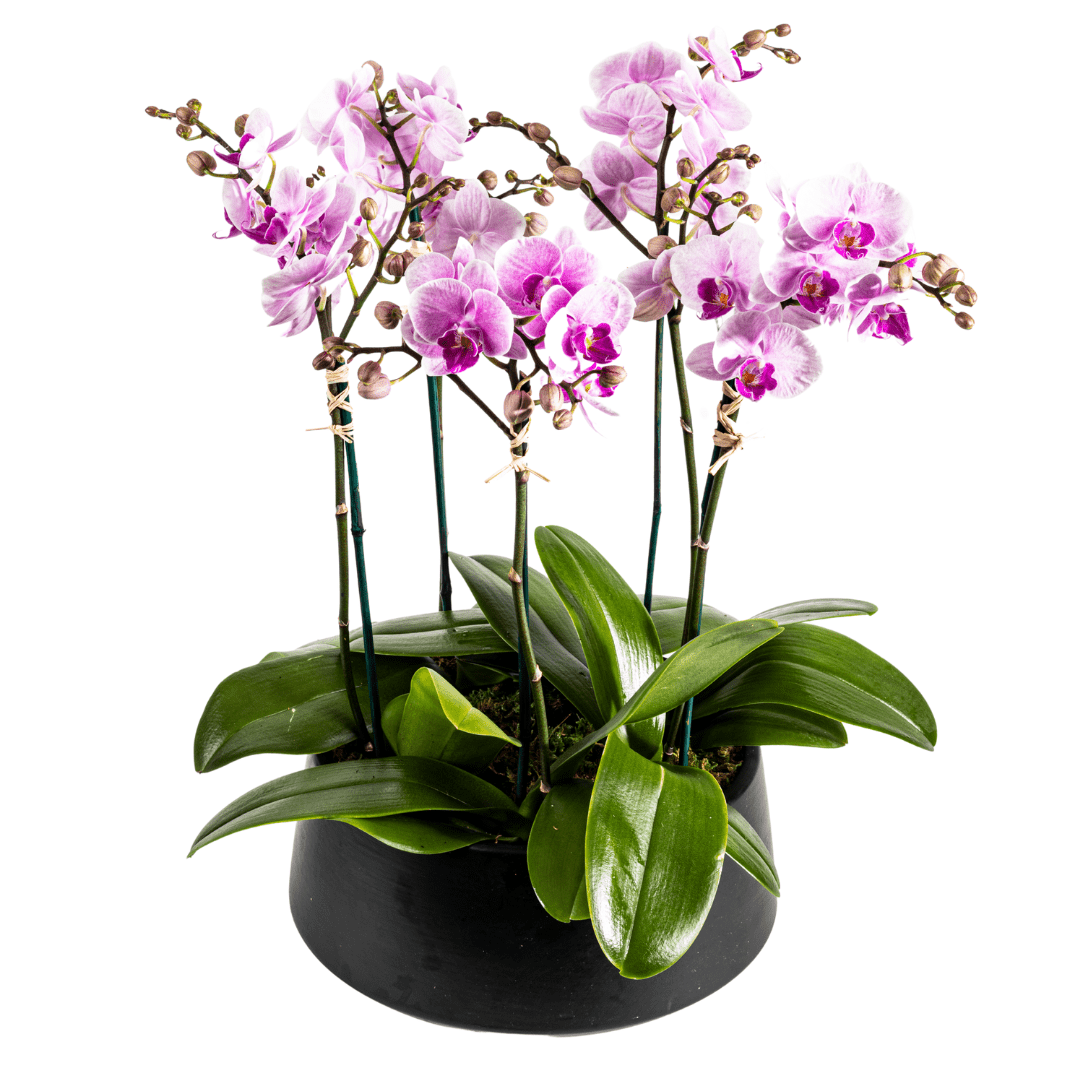 Medium multi stem pink orchid plant in a black ceramic planter