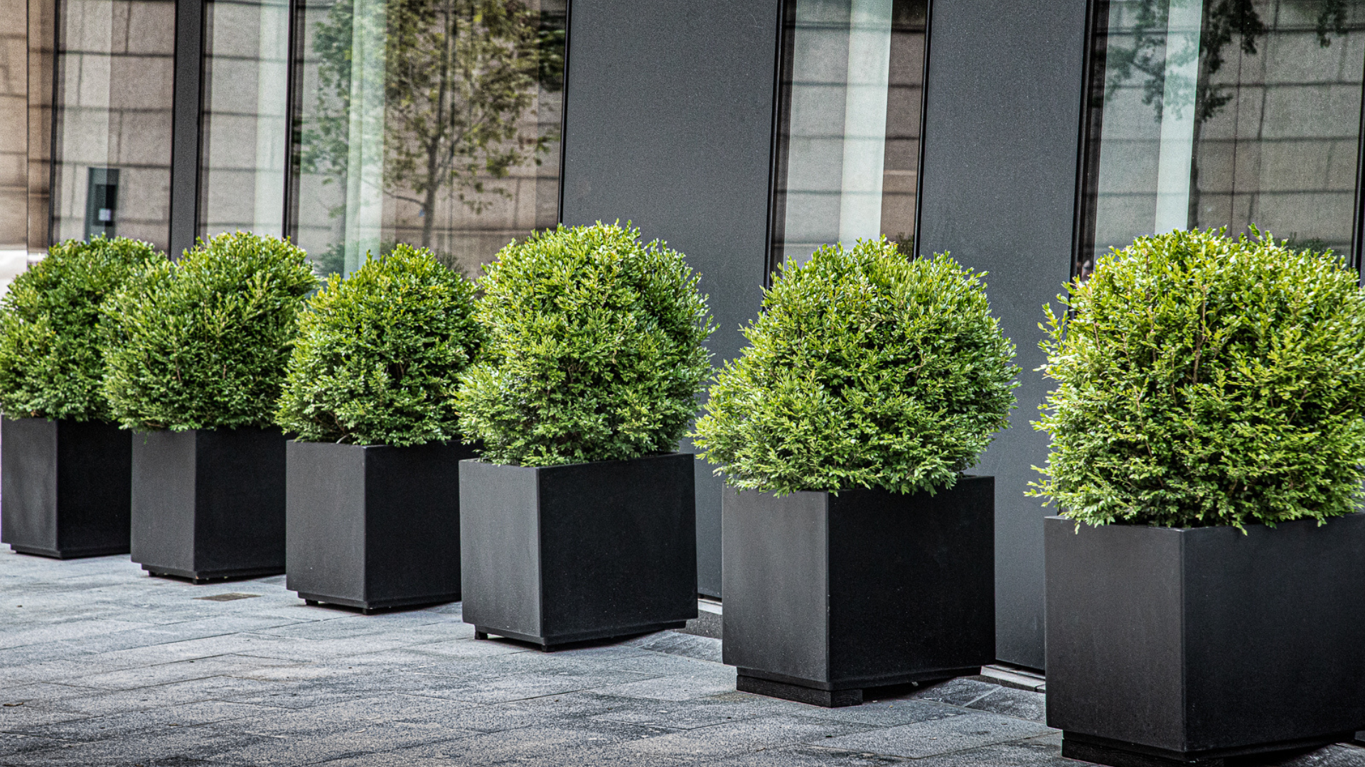Commercial landscaping featuring a row of Boxwood in black planters
