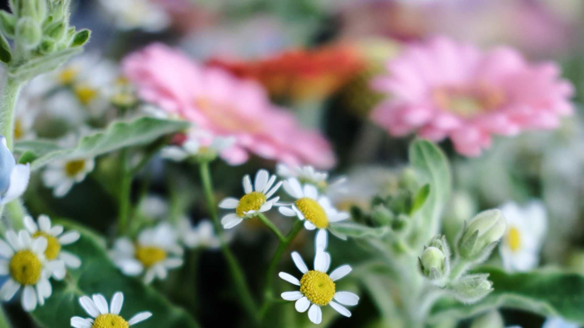 Close up of flowers including Daisies, Tweedia and Chamomile