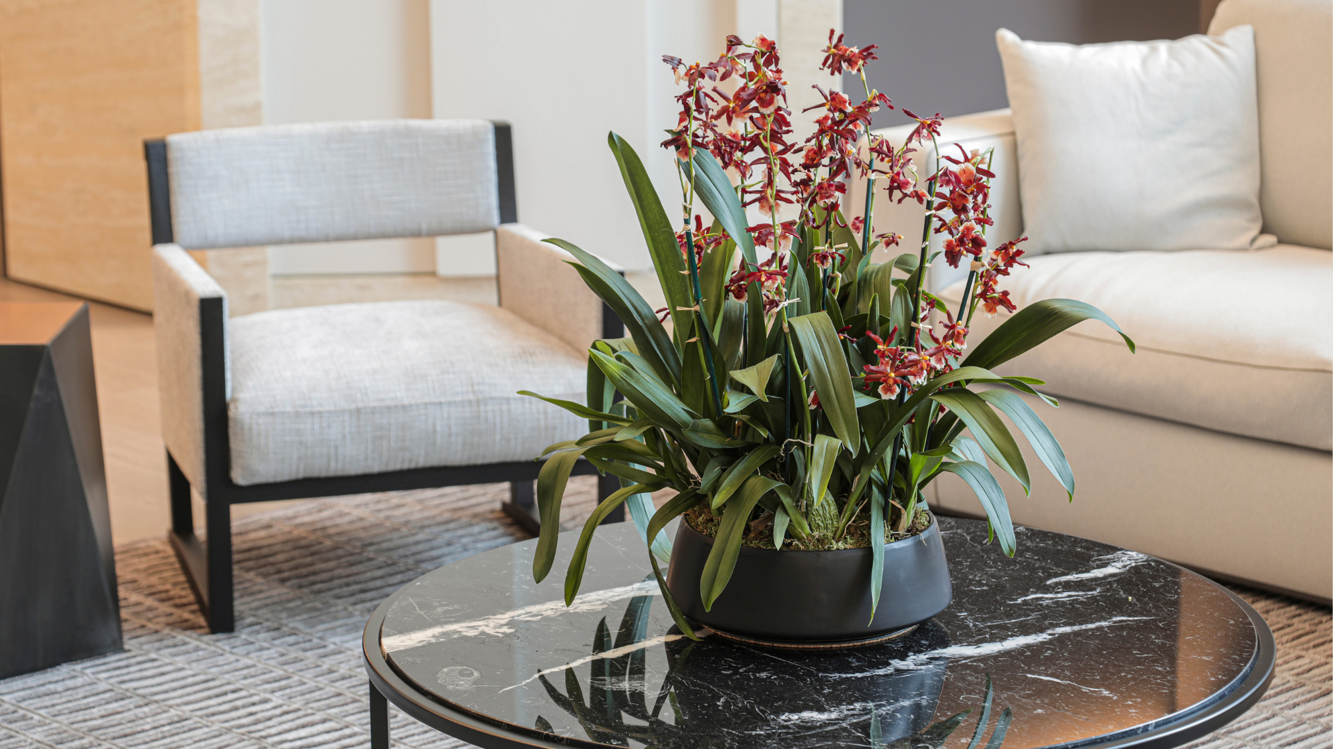 Multi stem red Hawaiin Orchid planted in a black ceramic planter. A statement plant in a luxurious modern lobby.