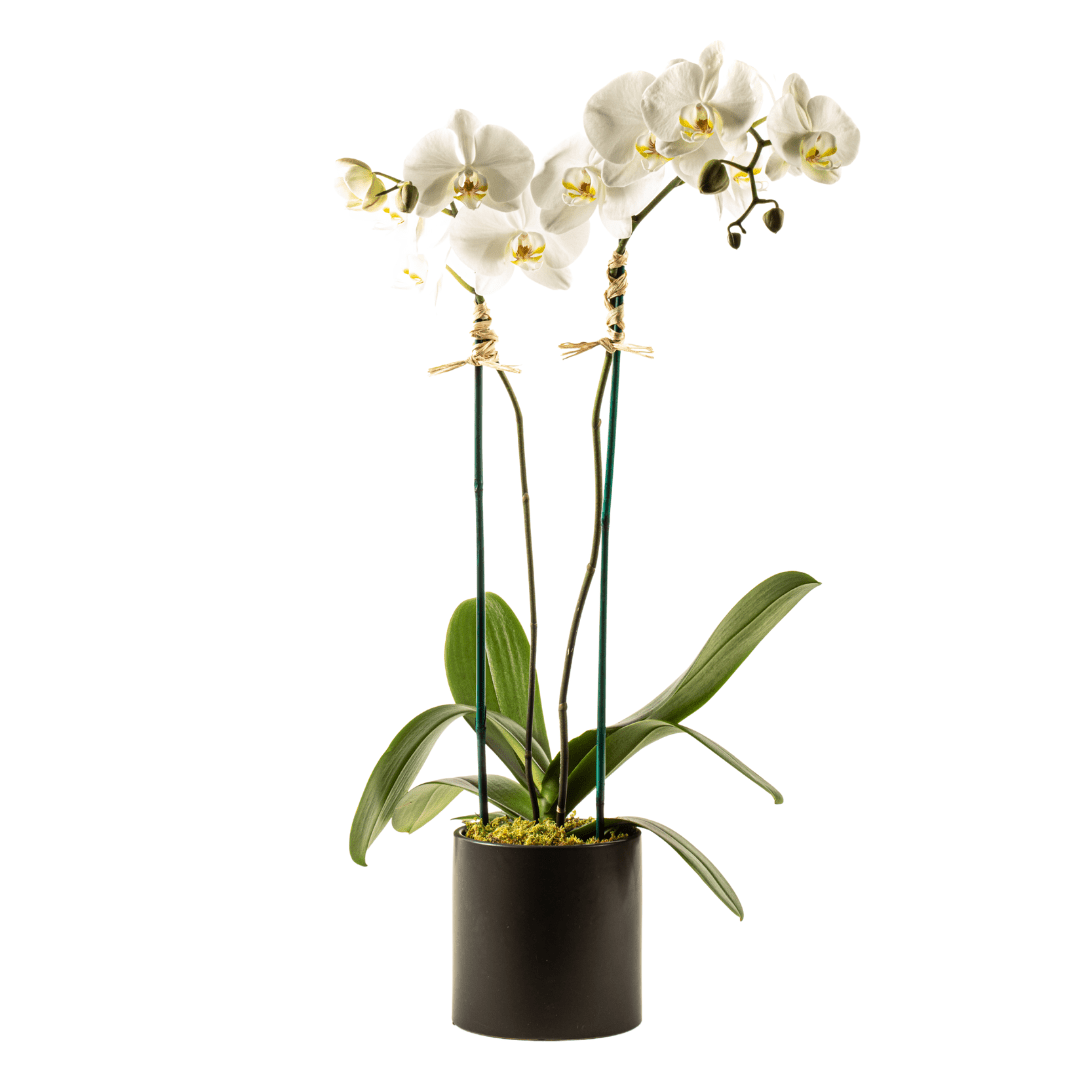 Double Orchid Plant - My Store