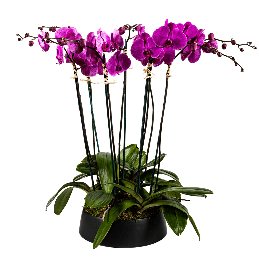Large multi stem purple orchid plant in a black ceramic container