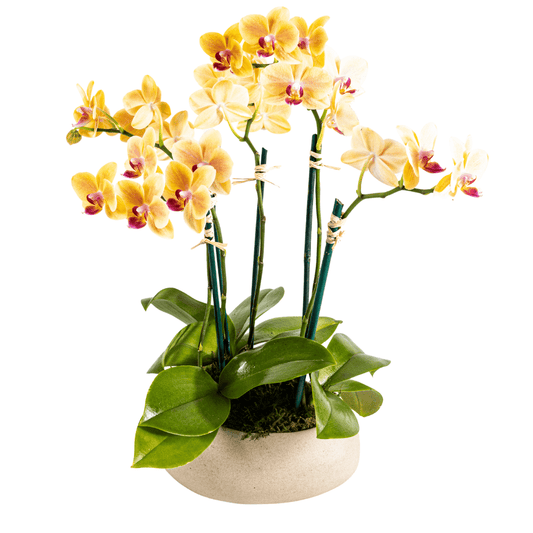 Medium multi stem yellow orchid plant in a white textured ceramic planter