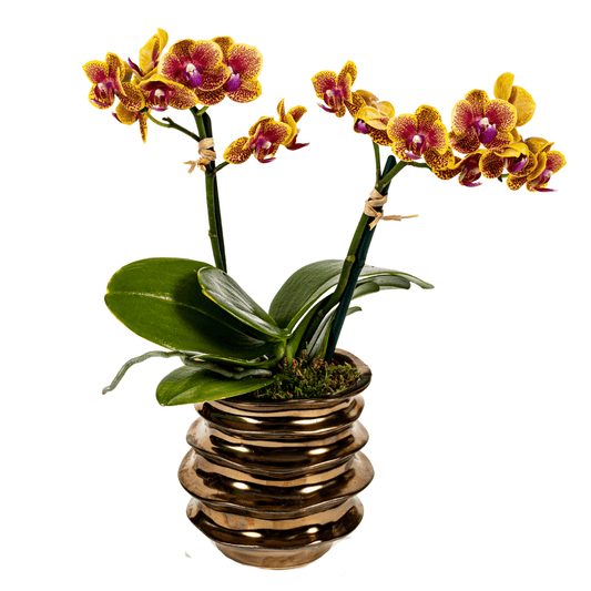 Mini double yellow and pink Orchid plant in a textured ceramic vase