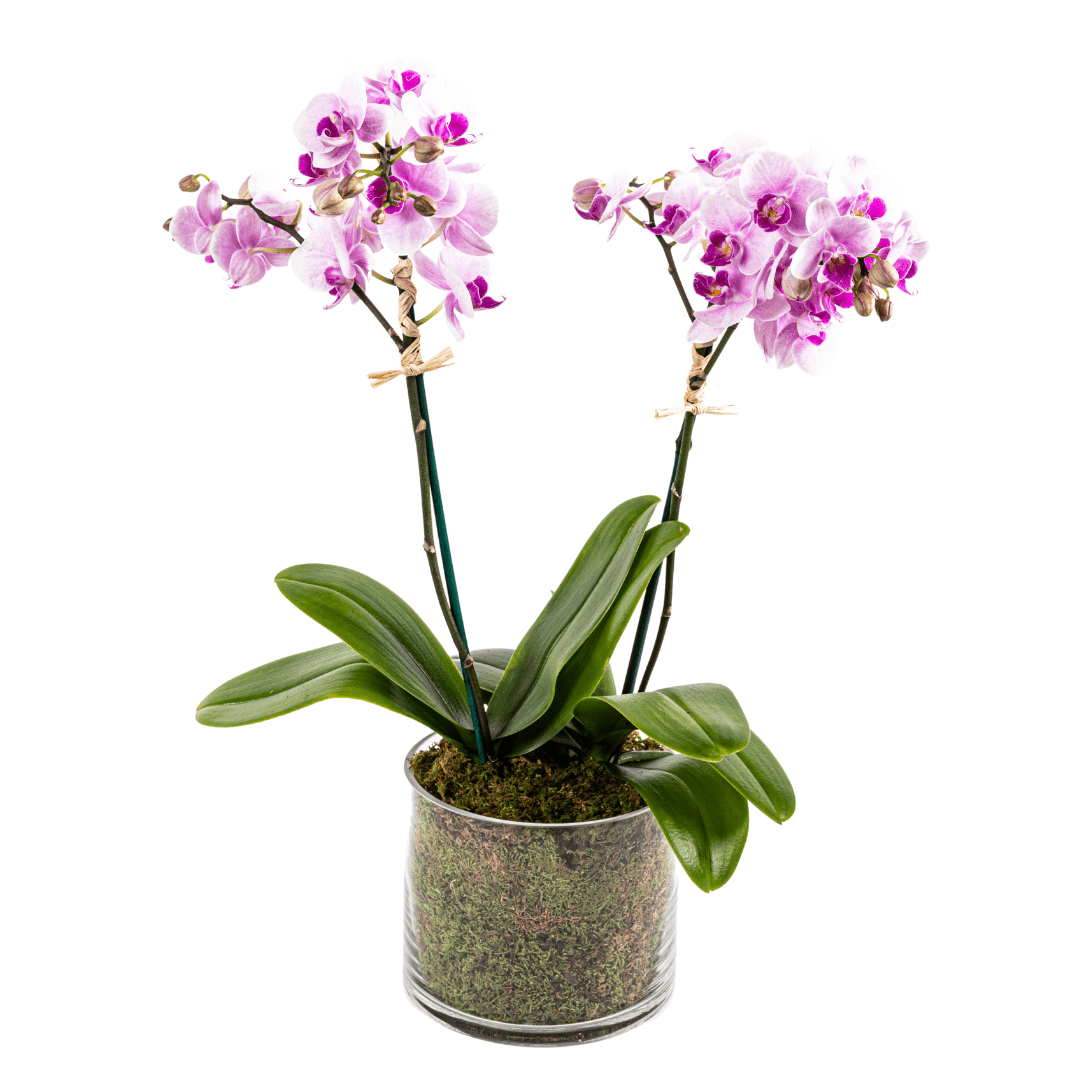 Mini double pink orchid plant