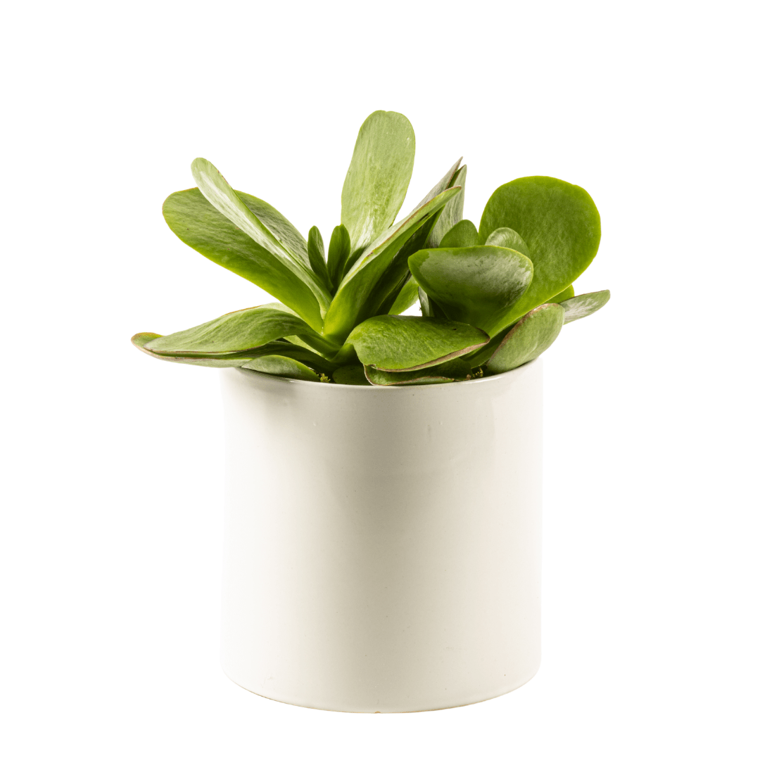 Seasonal medium green plant in a white ceramic planter