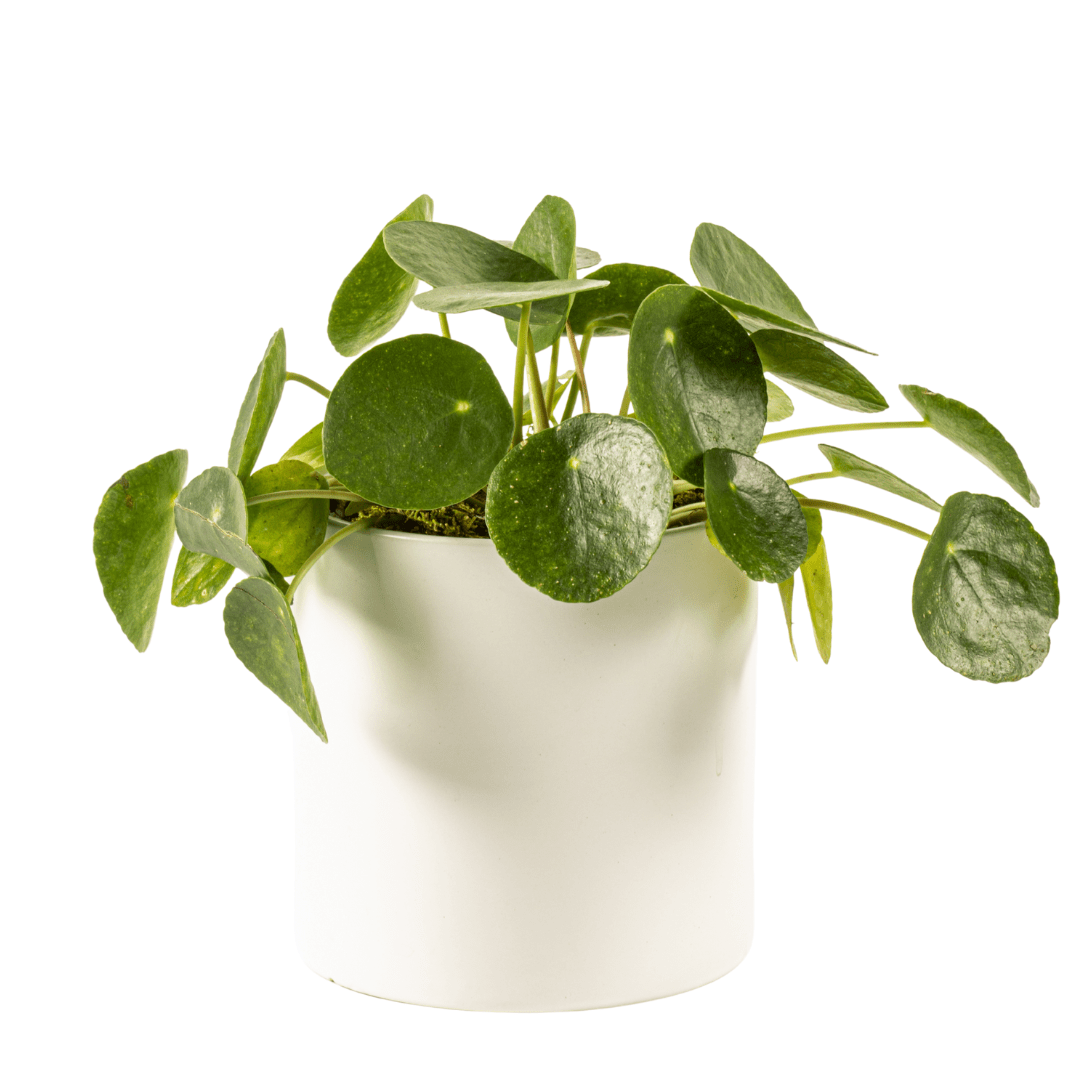 Seasonal medium green plant in a white ceramic planter