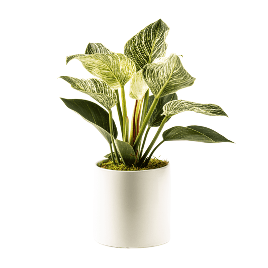 Seasonal medium green plant in a white ceramic planter