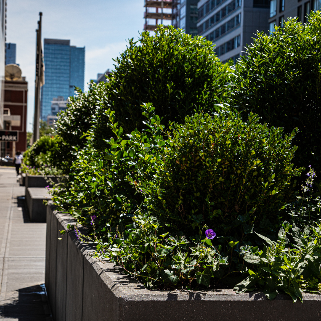 Commercial landscaping featuring Boxwood and Ivy 