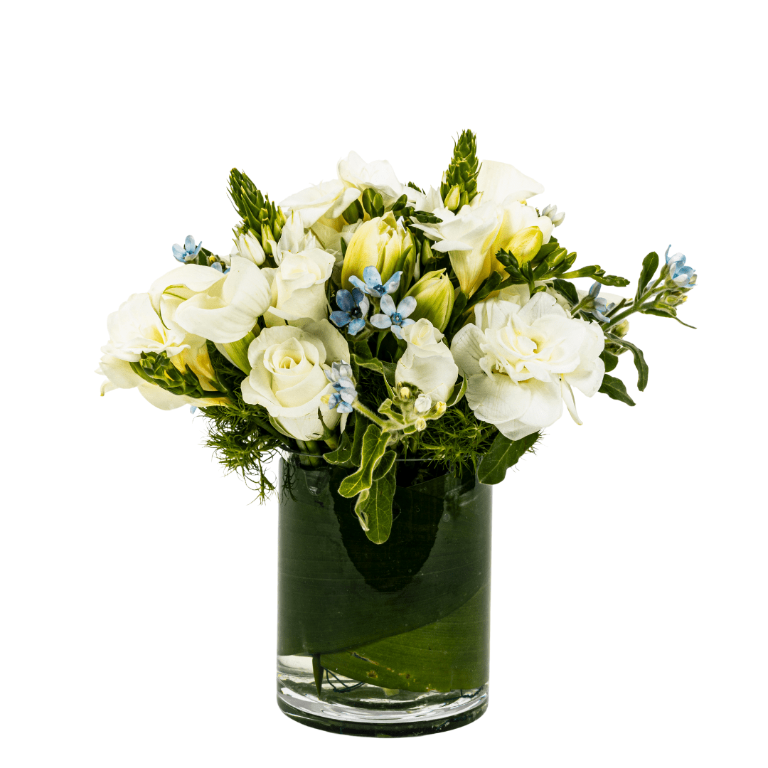 White Roses, Freesia and Tweedia - My Store